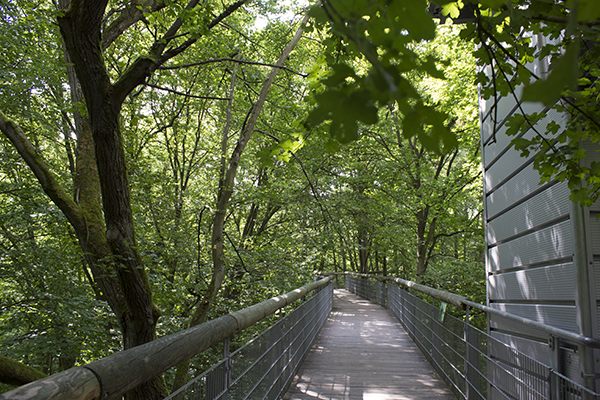 bro gennem trækronerne