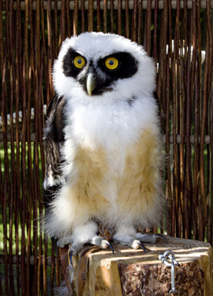 foto af ugle med hvide og rustfarvede fjer og sort om øjnene