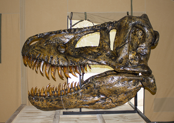 Foto af kopi af dinosauruskranie