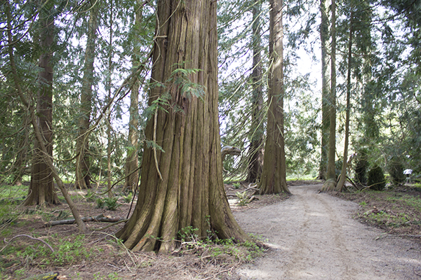 foto af skoven hvor der lige stikker et lille dinosaurushovede frem bag et stort træ
