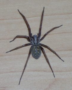 edderkop på køkkengulvet så stor man kan høre dens ben klikke på gulvet