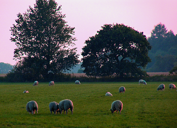 Aftenstemning i Lille Musse med rosa solnedgang og en mark med får