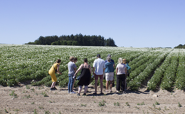 foto af kartoffelmark