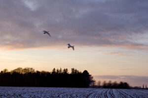 Foto af svaner i luften i solnedgangen over snedækket mark